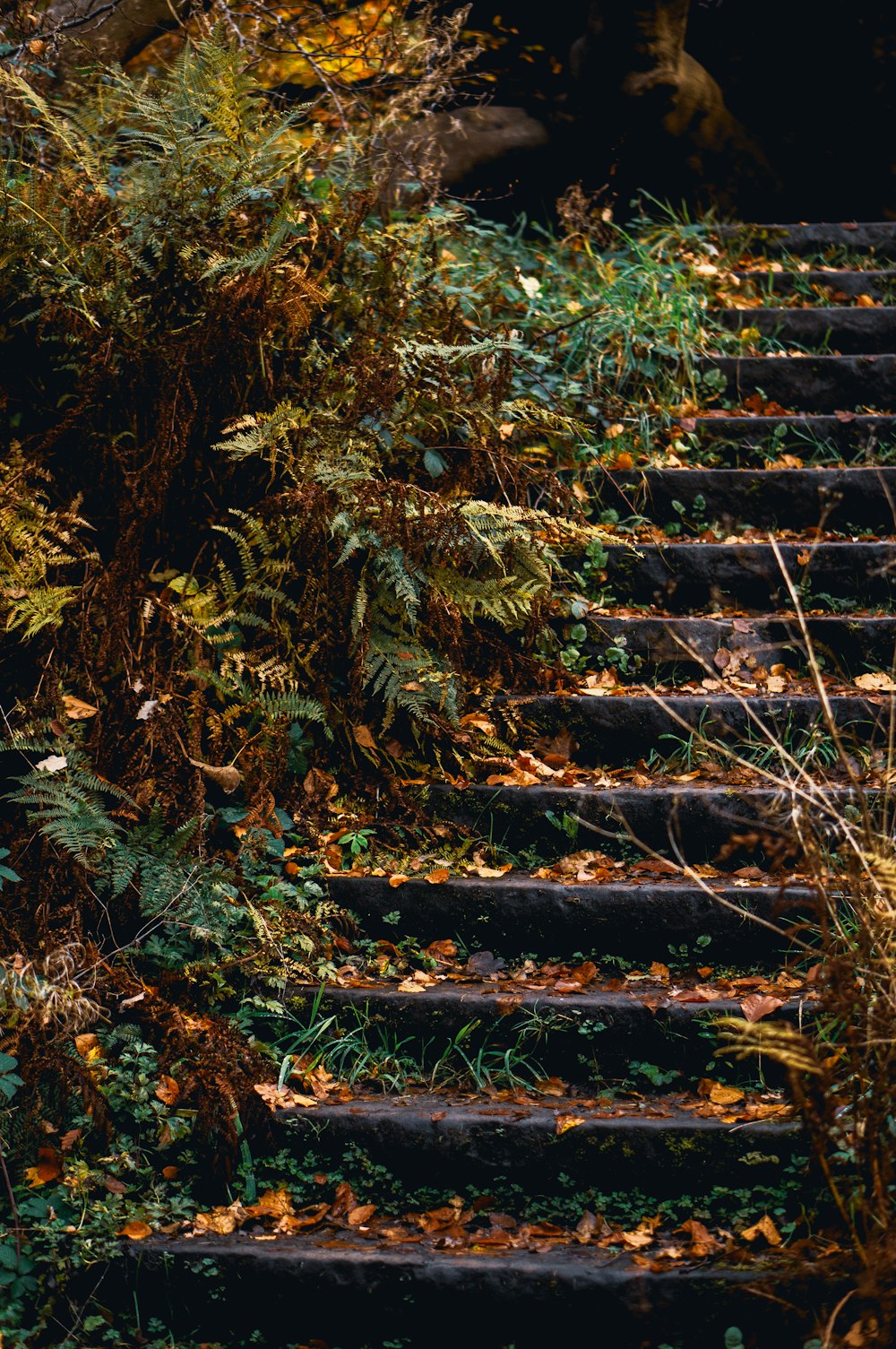 brown dried leaves on black concrete stairs