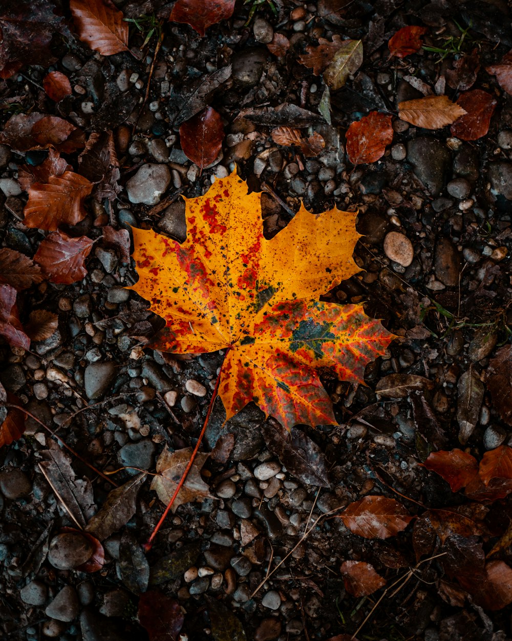 brown and yellow maple leaves on ground