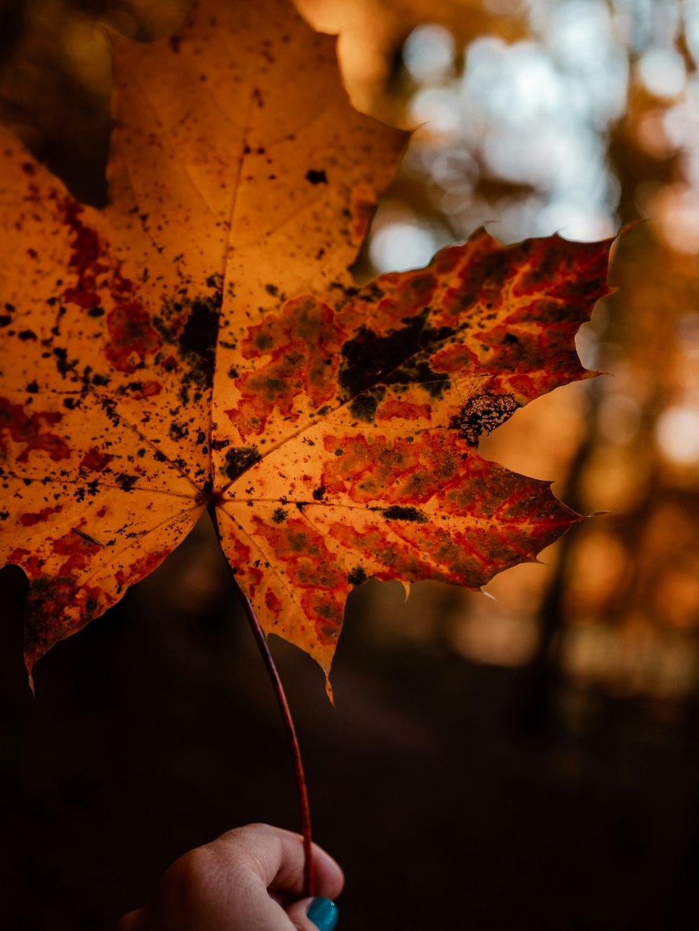 brown maple leaf in tilt shift lens