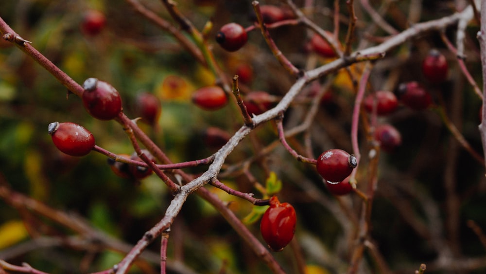 red round fruits on tree branch