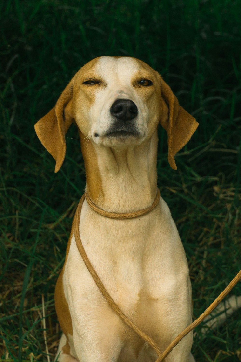 緑の芝生のフィールドに茶色と白の短いコートの犬