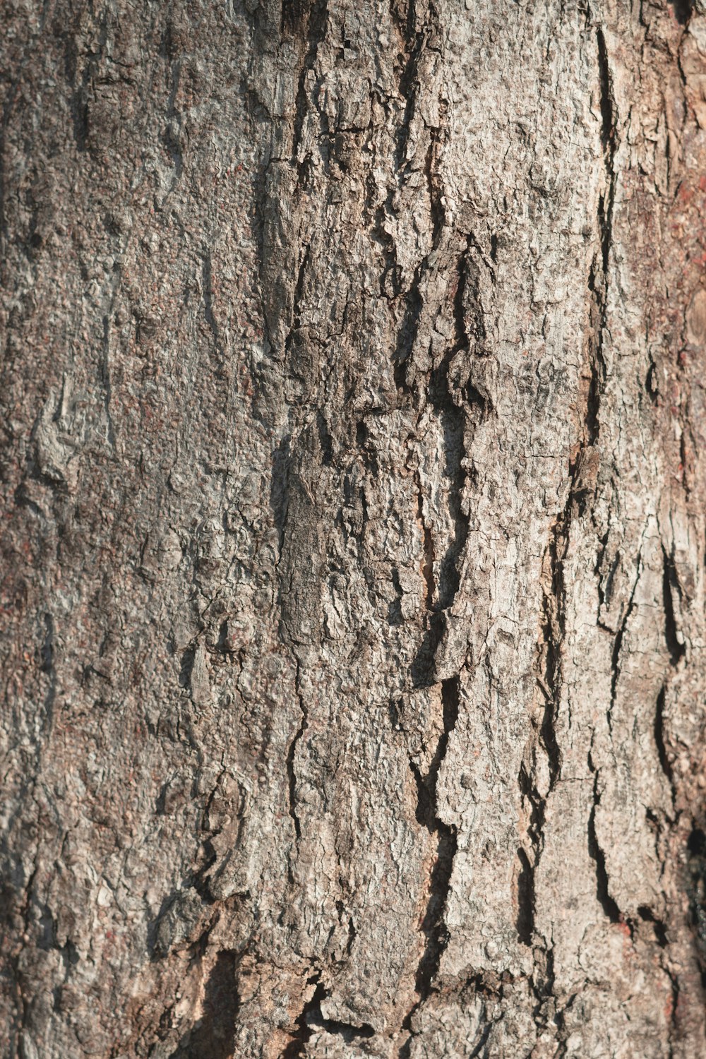 brown tree trunk in close up photography