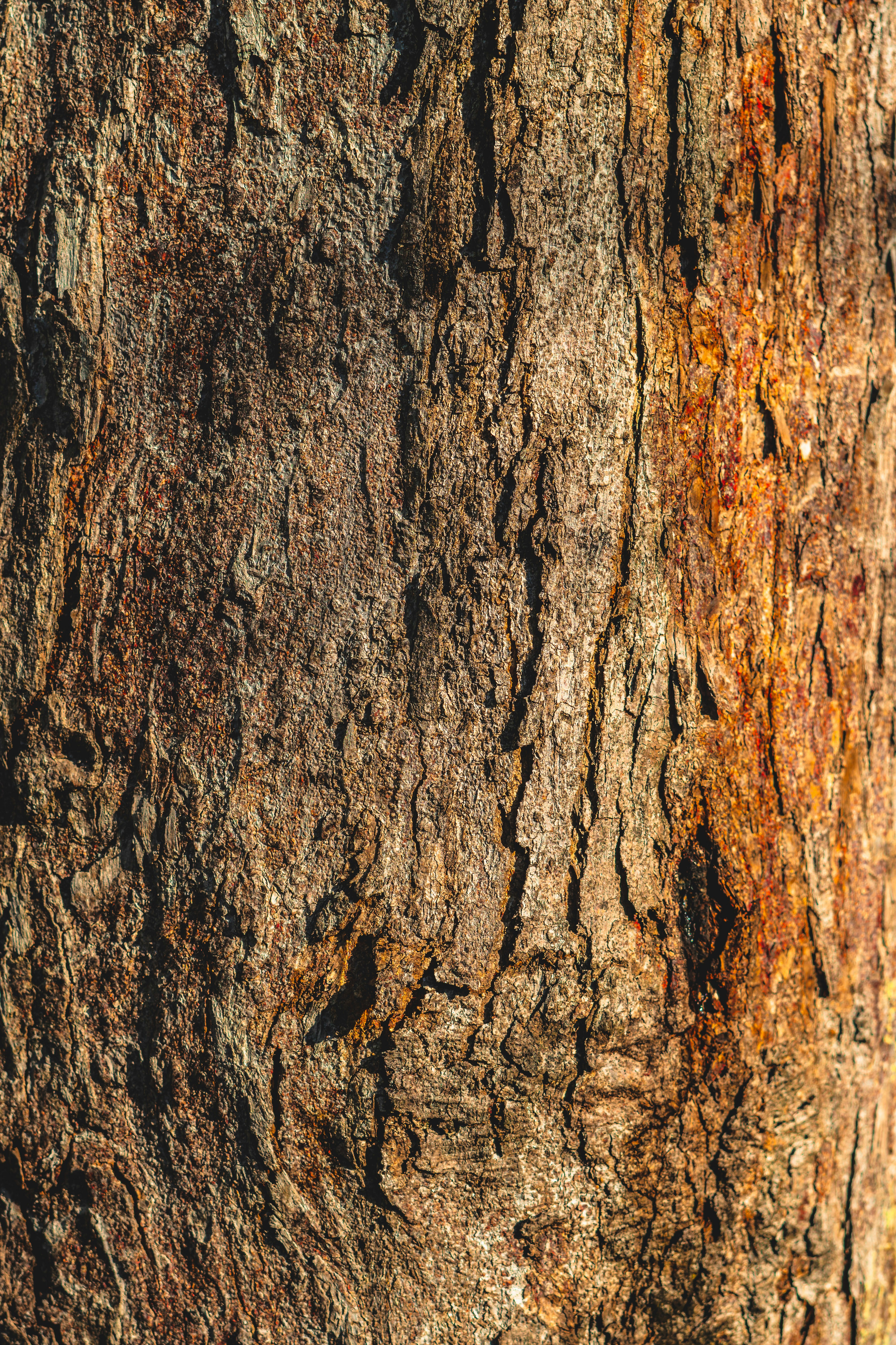 Photo by daniloalvesd