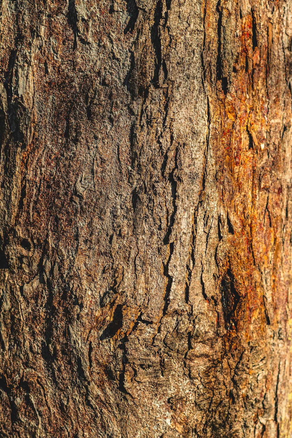 brown tree trunk in close up photography