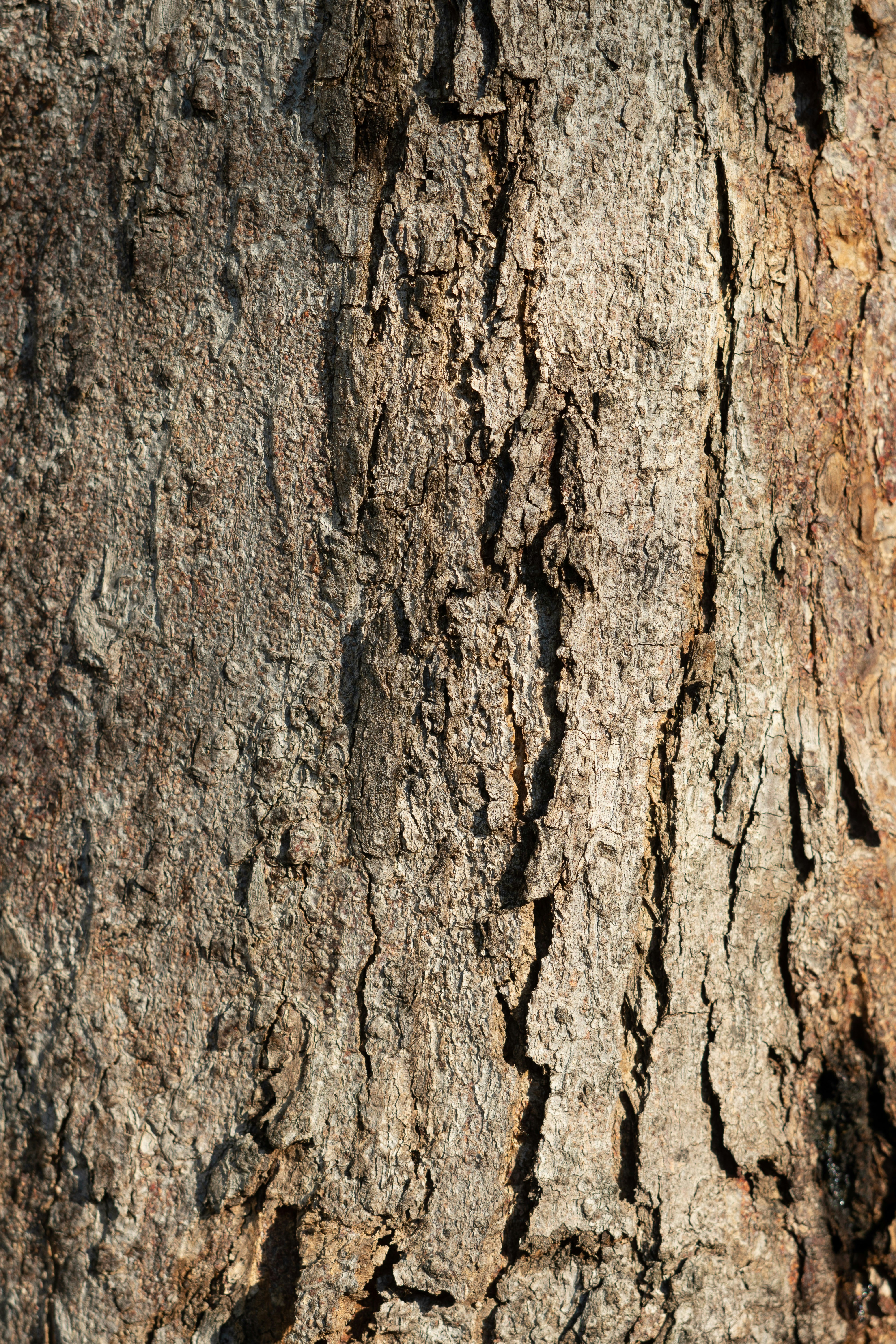 Photo by daniloalvesd