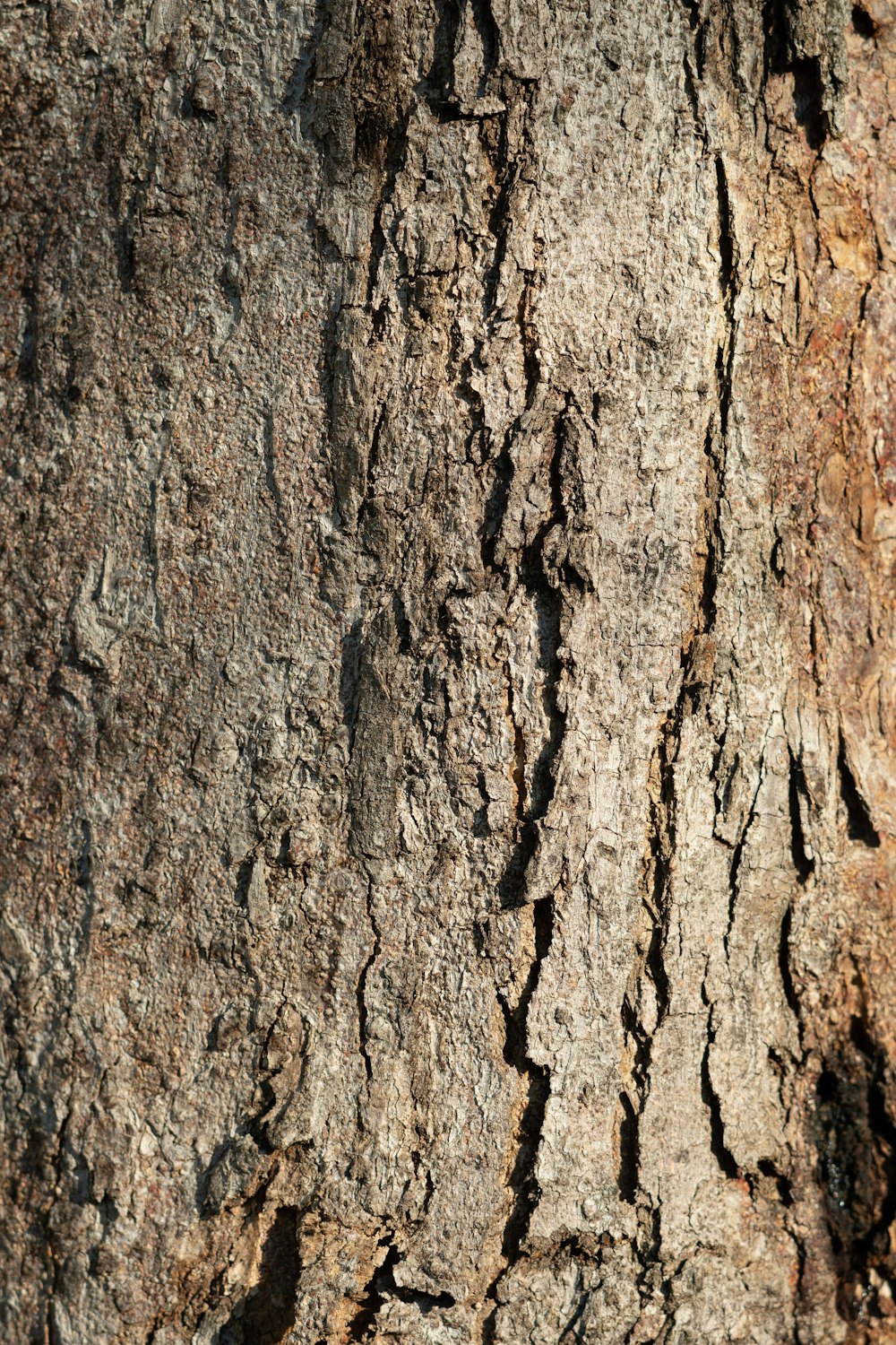 brown tree trunk in close up photography