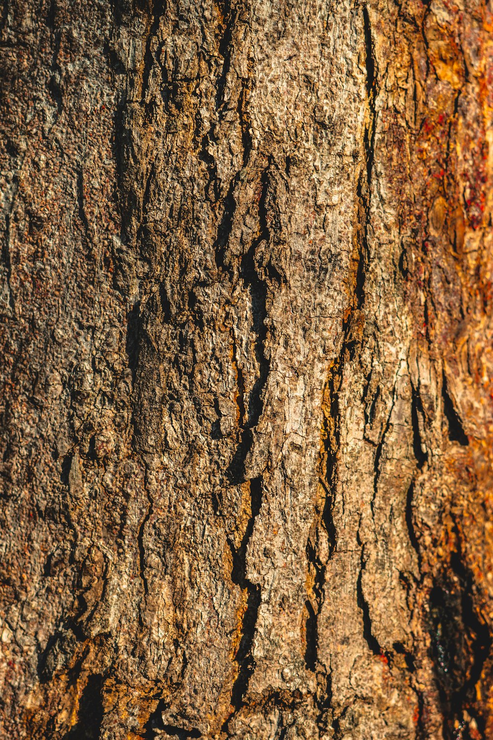 brown tree trunk in close up photography