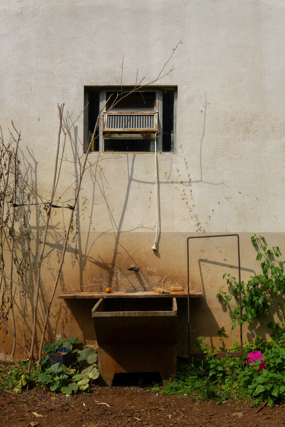 green plant on brown pot