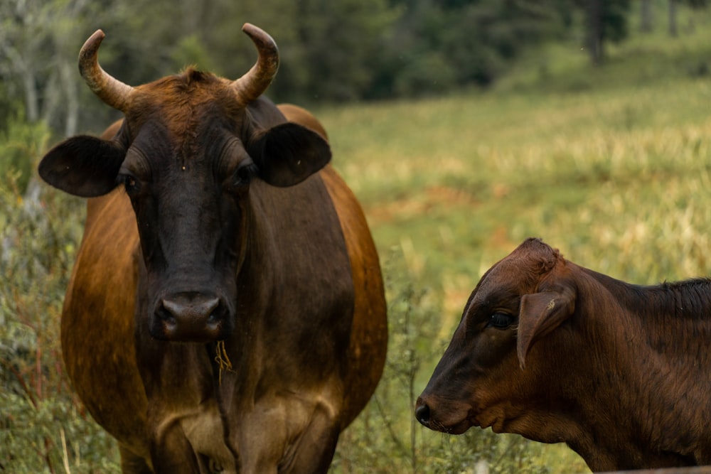 brown cow on green grass field during daytime