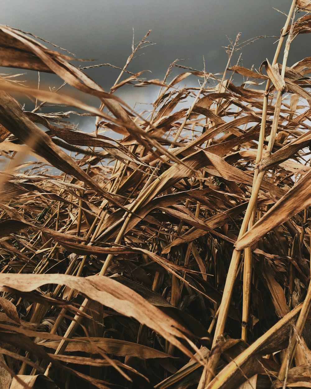 brown dried grass under blue sky during daytime