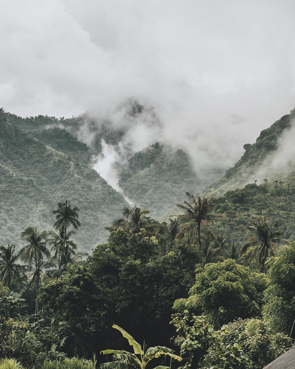 green trees near mountain under white clouds during daytime