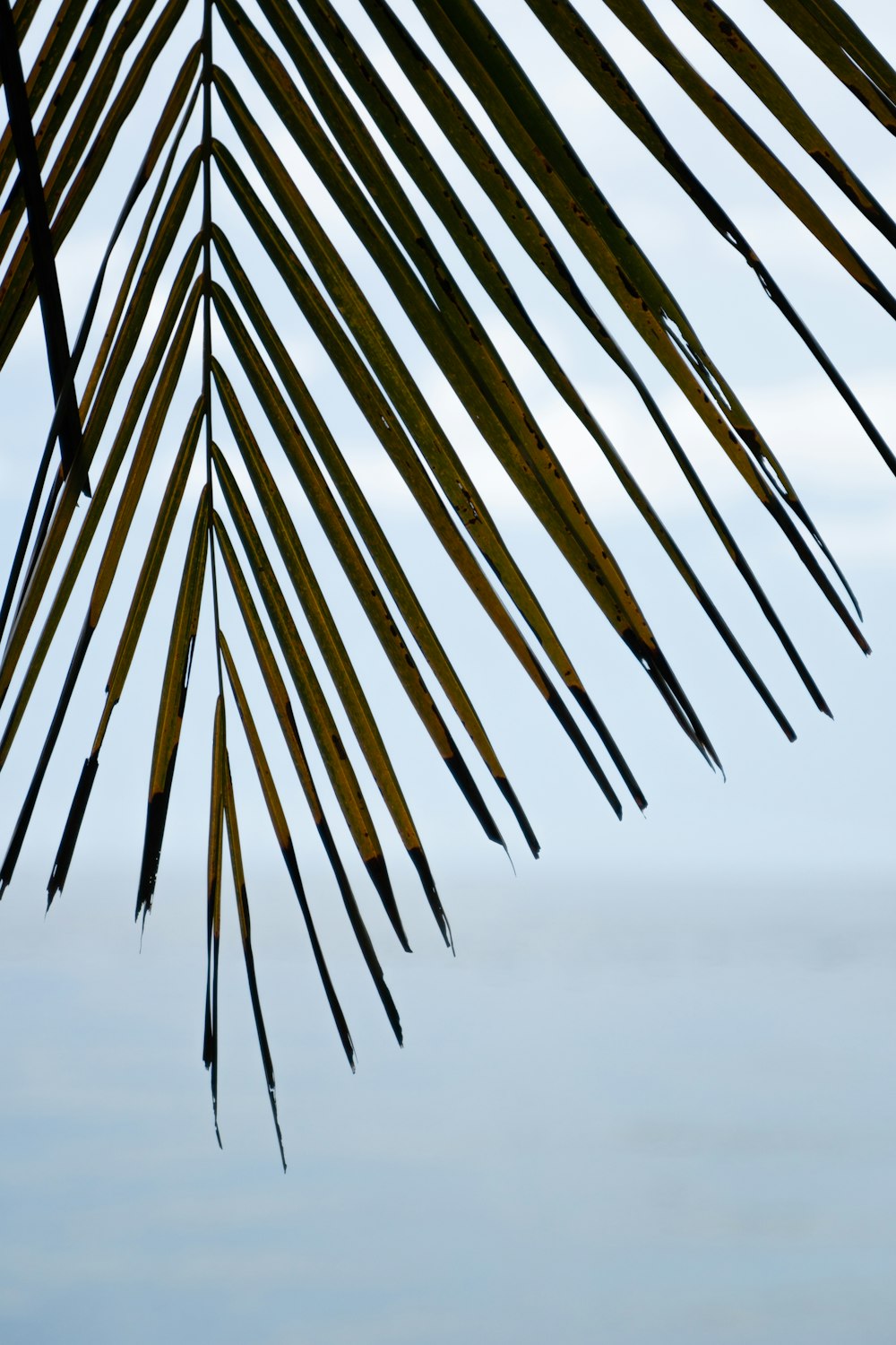 green palm tree under white clouds