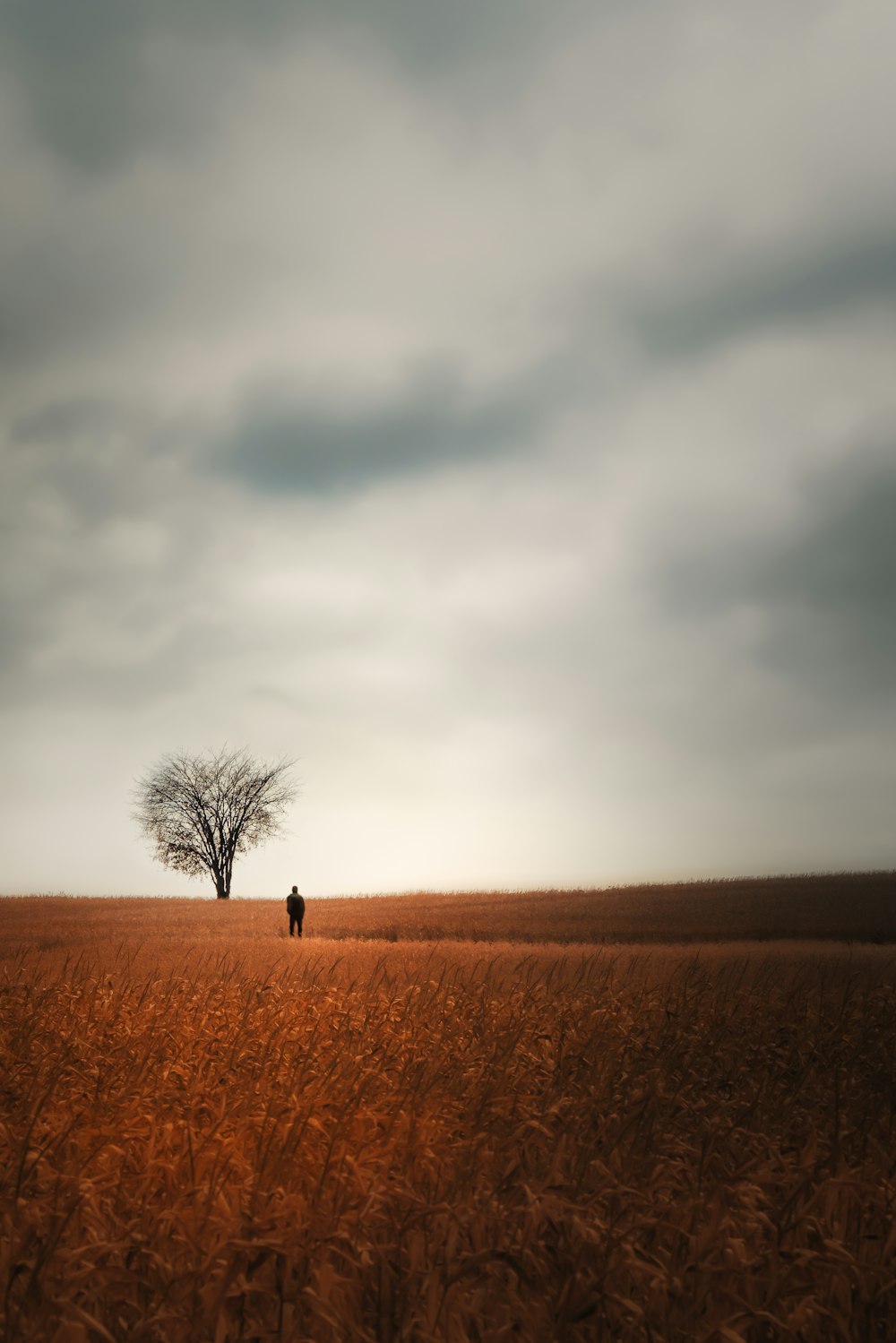 Person steht auf braunem Feld unter grauen Wolken