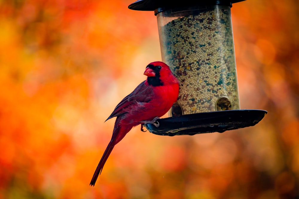 pássaro vermelho e preto no alimentador do pássaro do metal preto