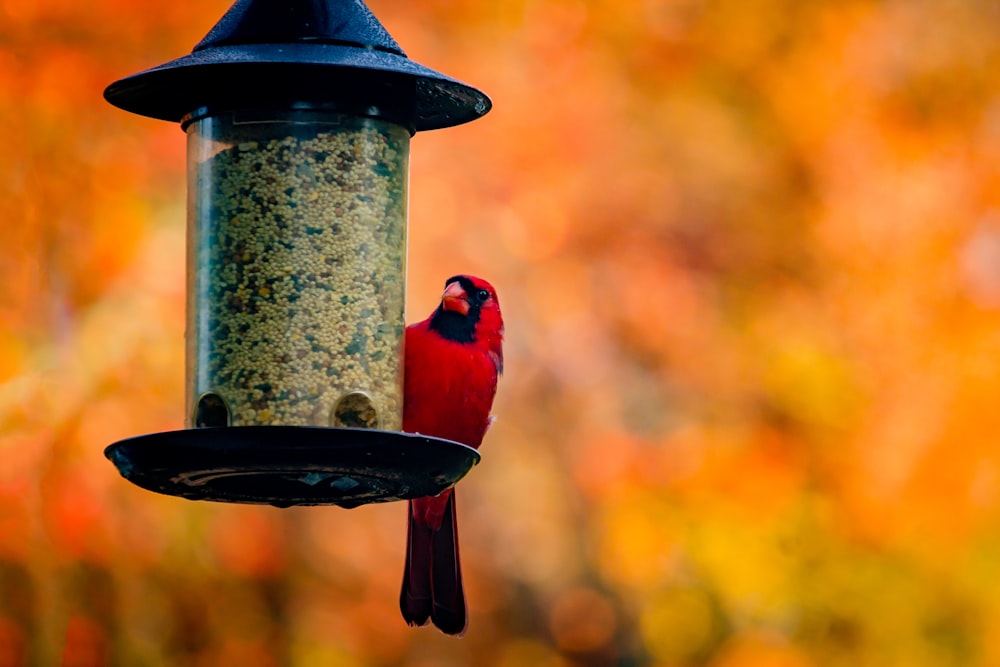 oiseau rouge et bleu sur mangeoire à oiseaux noir