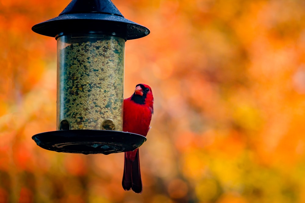 pássaro vermelho e azul no alimentador do pássaro preto