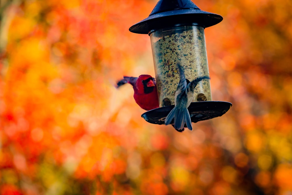 blue and black bird flying