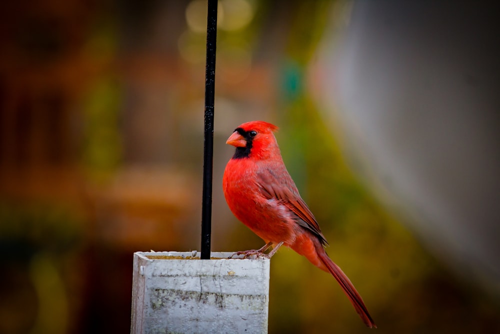 Pájaro cardenal rojo posado en un soporte de metal negro durante el día