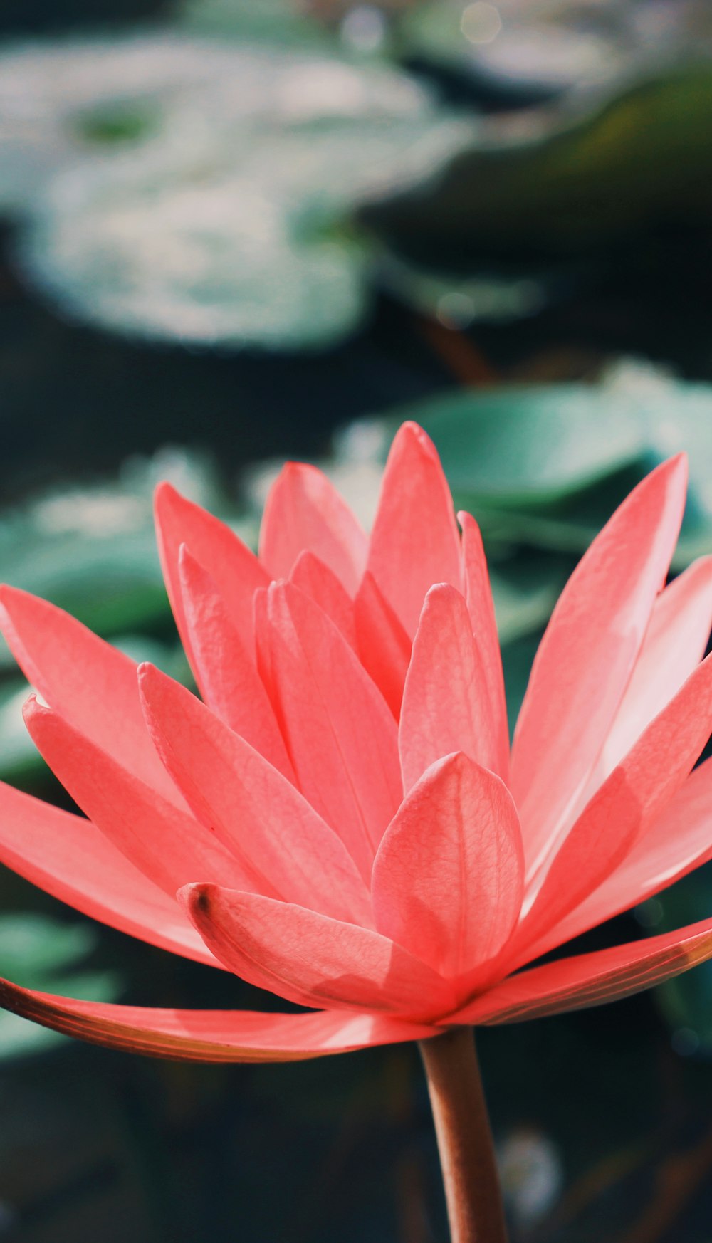 pink water lily in bloom