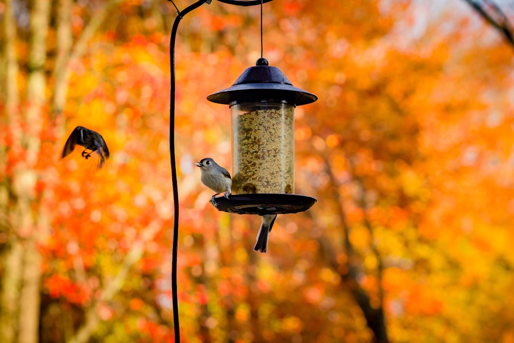 pássaro branco e cinza no alimentador do pássaro de aço preto durante o dia