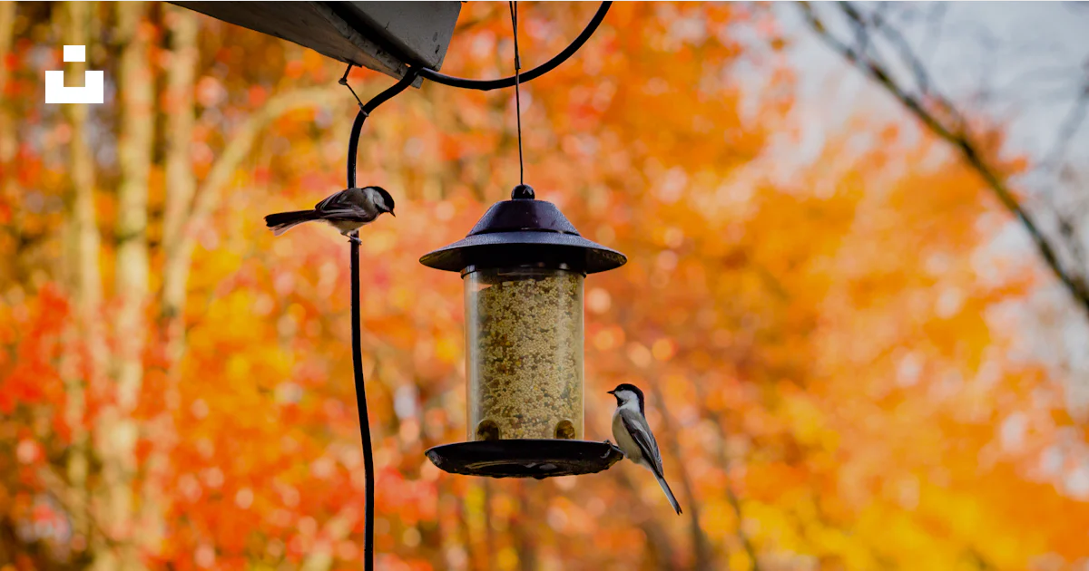 Gray bird on black steel bird feeder during daytime photo – Free ...