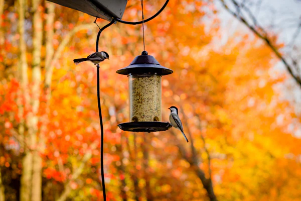 bird feeding