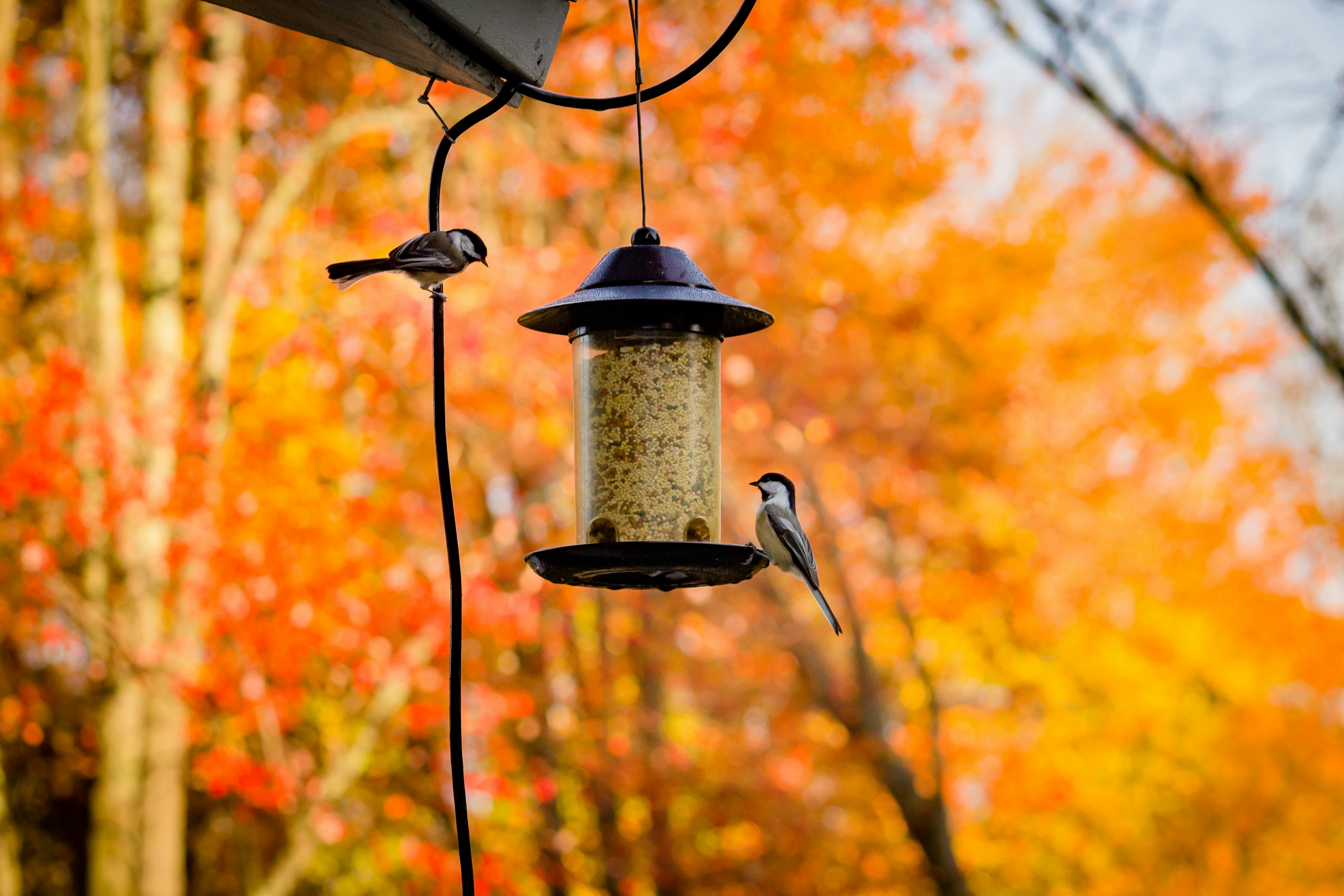 gray bird on black steel bird feeder during daytime