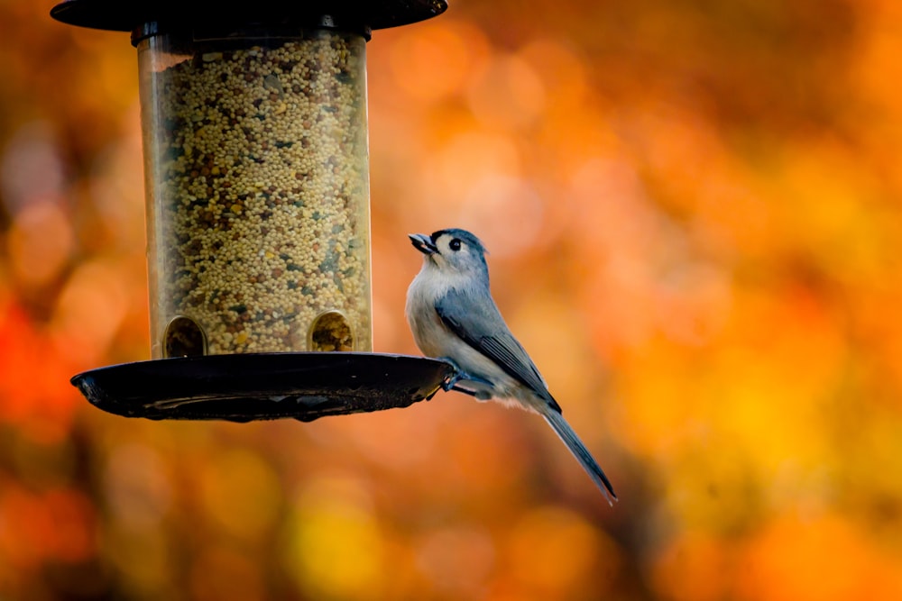 pássaro azul e branco no alimentador do pássaro do metal preto