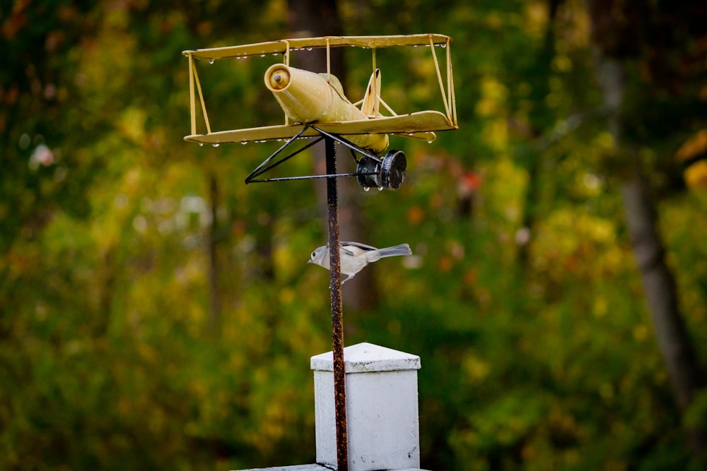 oiseau jaune et noir sur croix en bois blanc