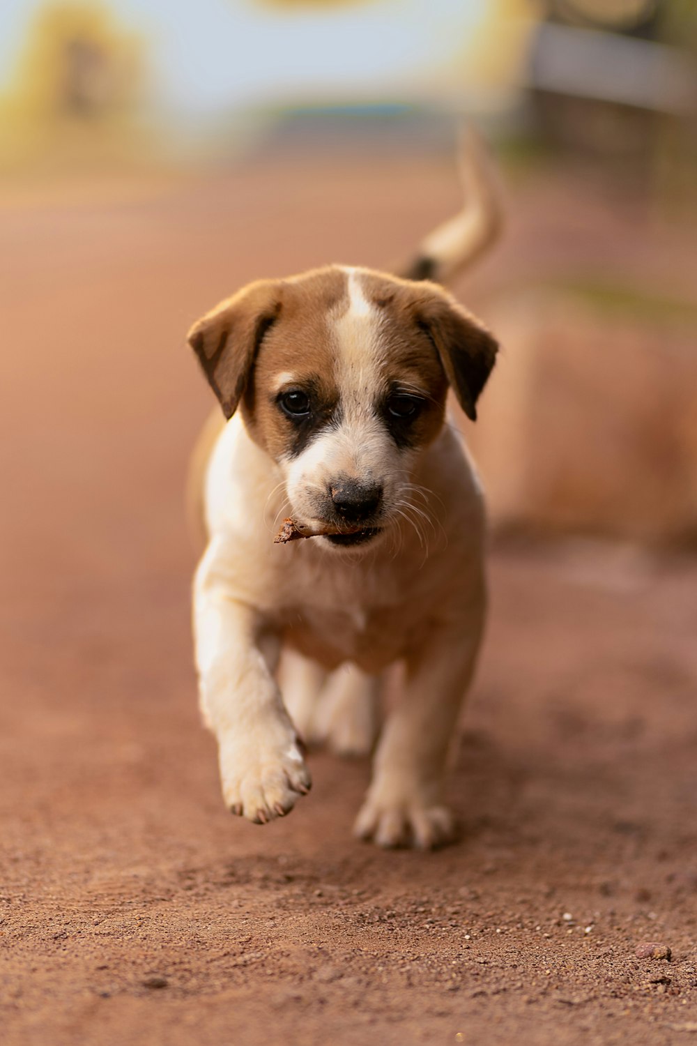 white and brown short coated puppy sitting on brown sand during daytime