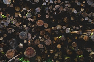 A stacked pile of cut logs, predominantly showing the ends of variously sized tree trunks. The wood has dark brown tones, with some logs displaying rings and natural patterns. There are patches of green moss growing on several pieces, suggesting exposure to a moist environment.