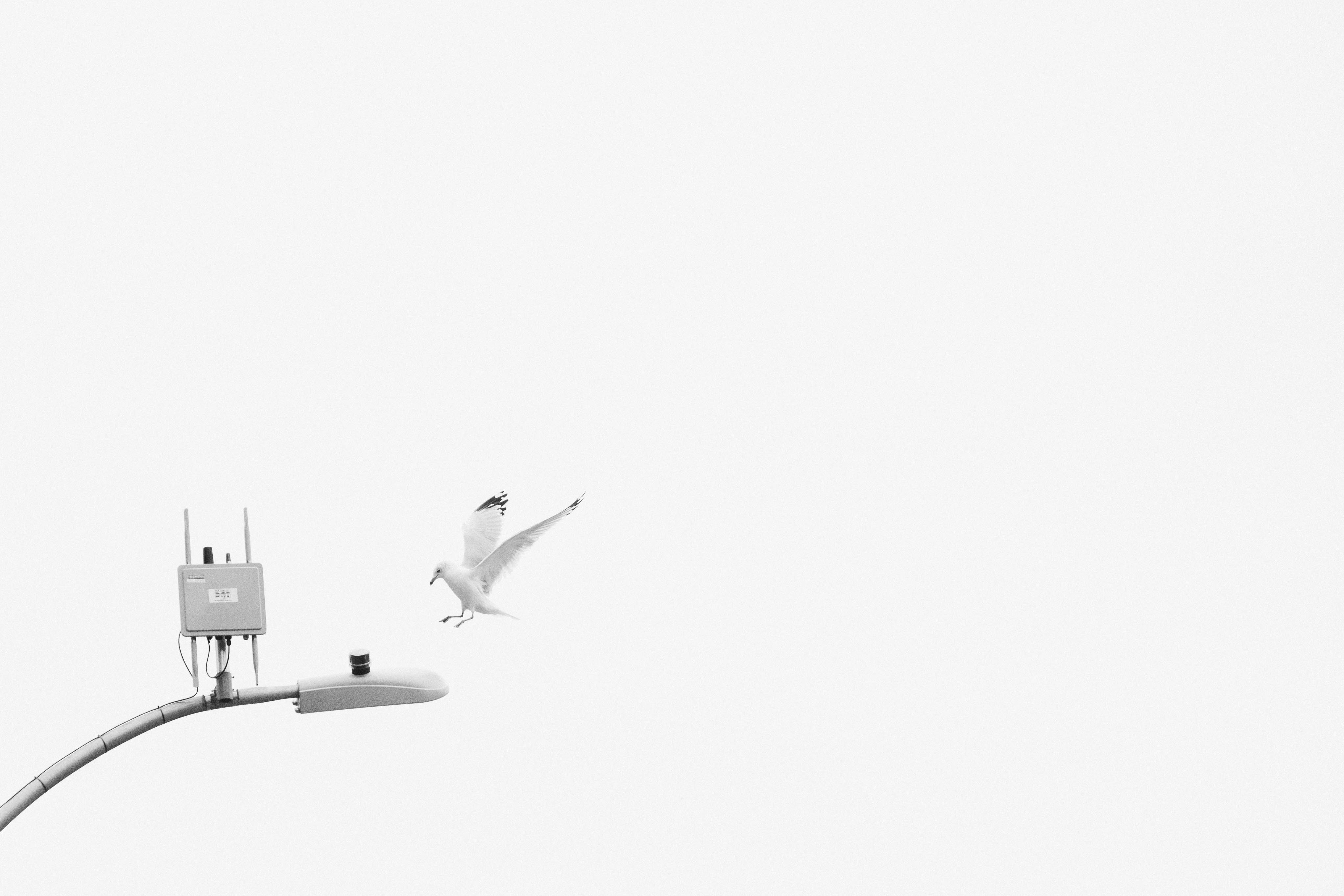 白い空に白と黒の飛行機