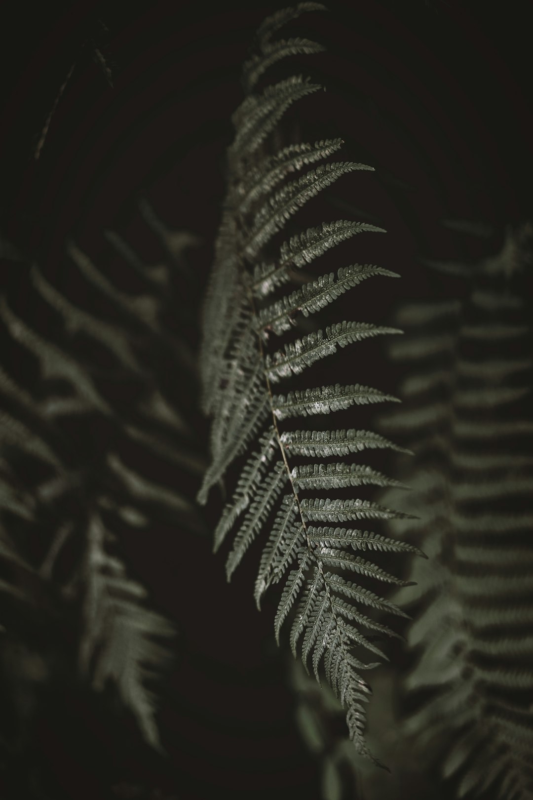 green fern plant in close up photography