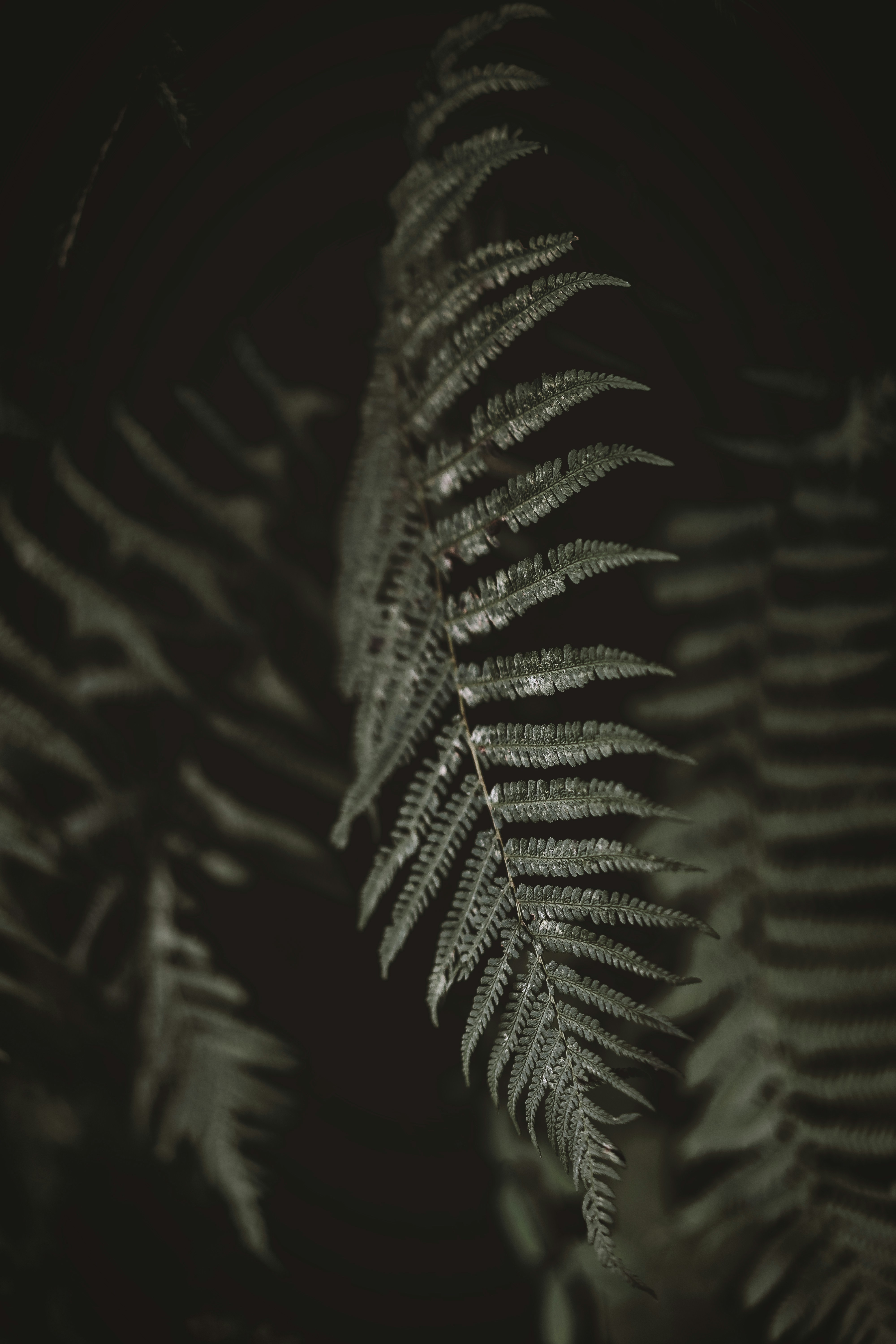 green-fern-plant-in-close-up-photography