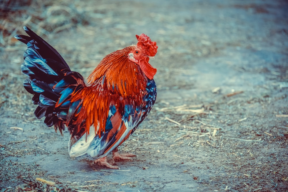 Coq rouge et noir sur sol brun