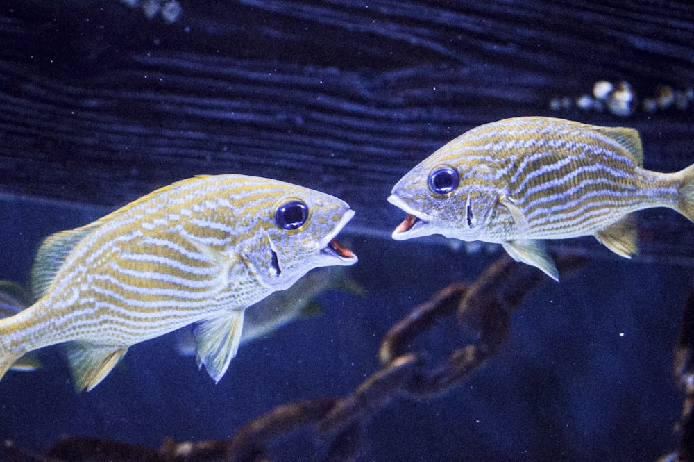 yellow and blue fish in water