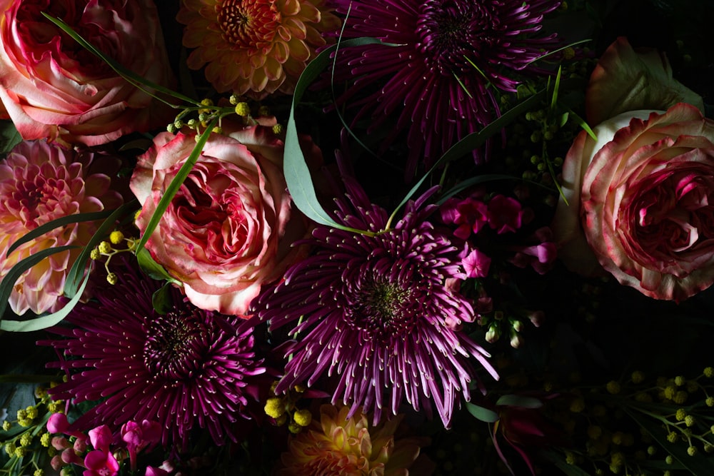 pink and yellow flower in close up photography