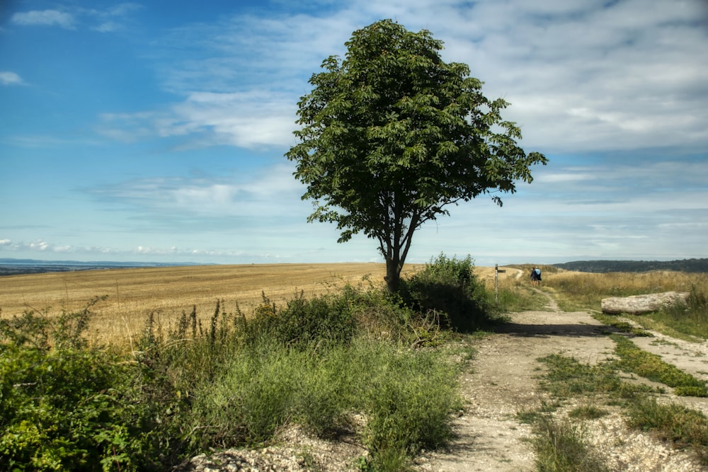 albero verde su campo marrone sotto cielo blu durante il giorno