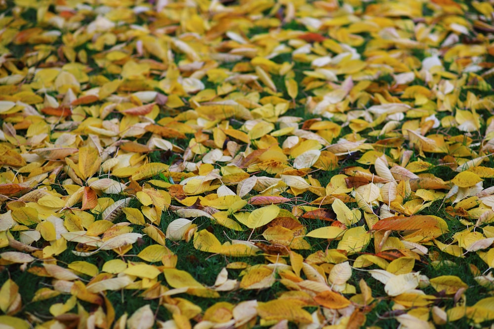 yellow and brown leaves on ground