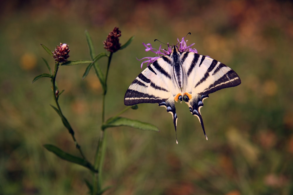 white and black butterfly perched on purple flower