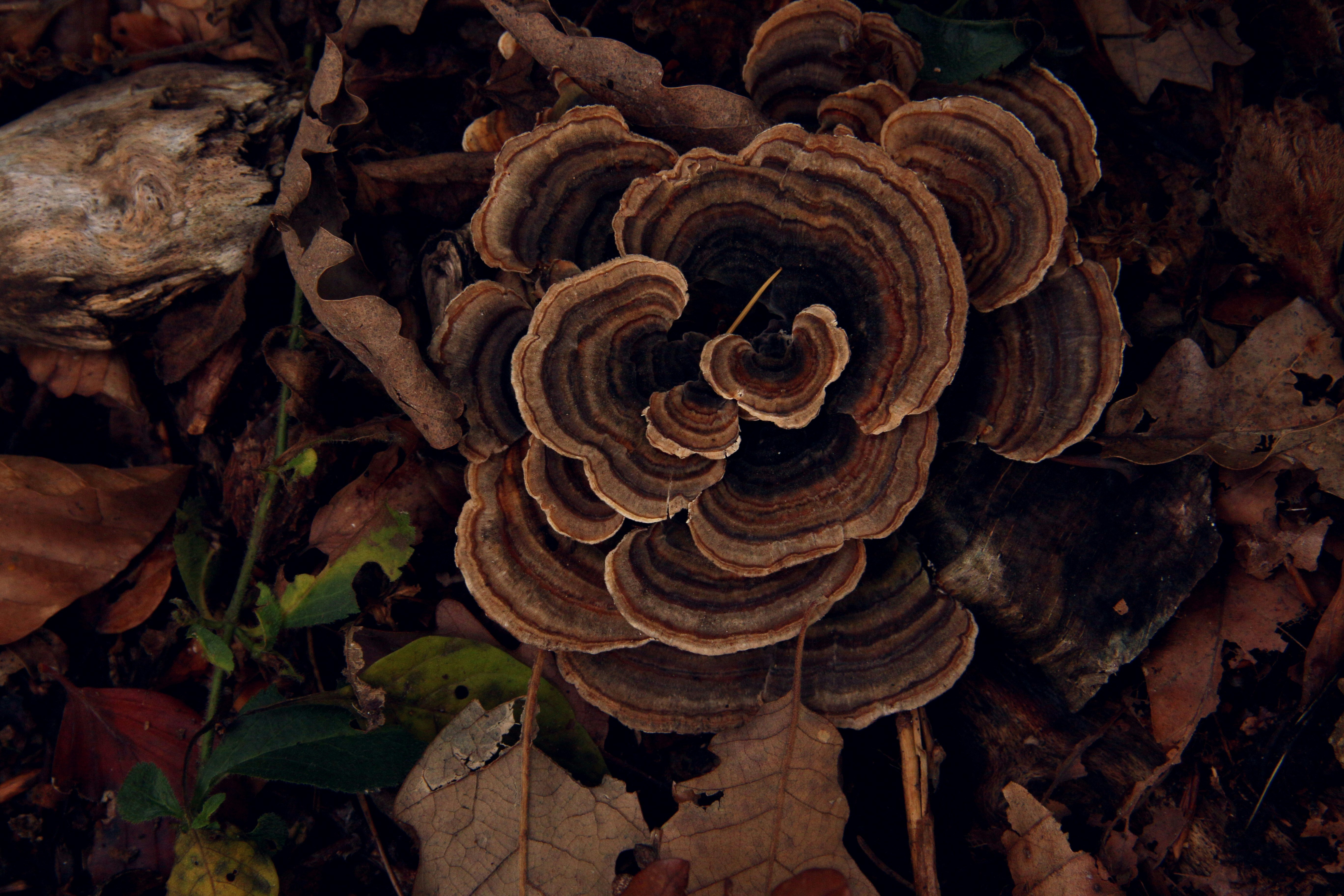 brown mushroom in close up photography