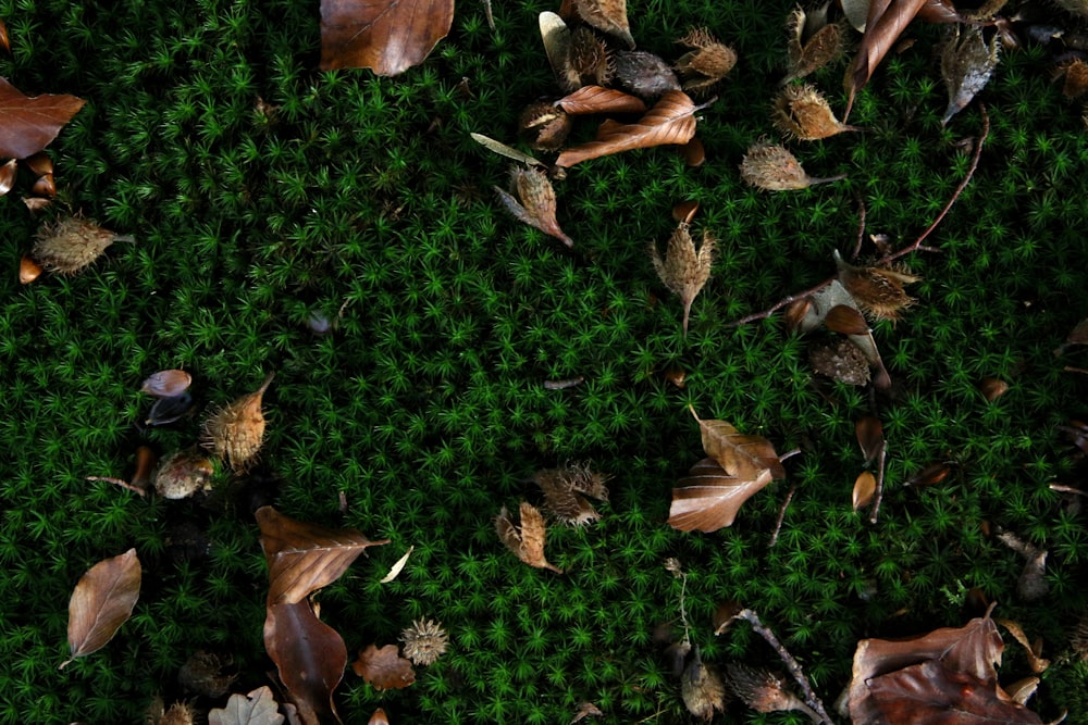 Foglie secche marroni su erba verde