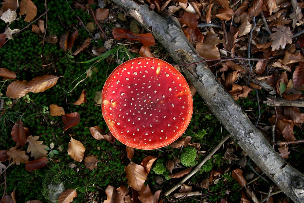 fungo rosso e bianco su foglie secche marroni