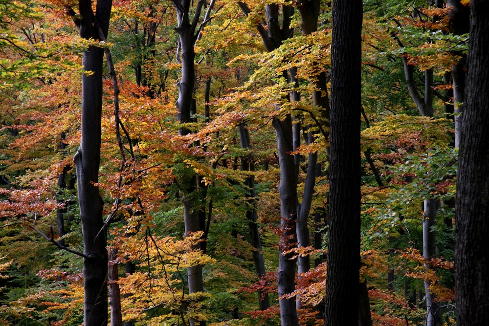 green and brown trees during daytime