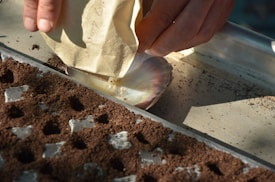 A person's hand is holding an envelope above a seashell resting on a table. The envelope appears to contain small seeds that are being carefully poured onto the seashell. Nearby, a metal tray filled with soil and cavities suggests preparation for planting.
