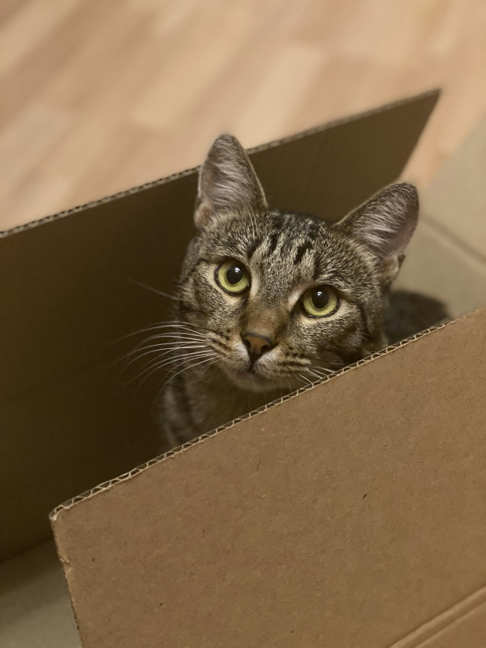 silver tabby cat in brown cardboard box