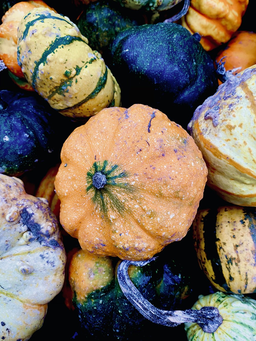 verdura di zucca arancione e verde