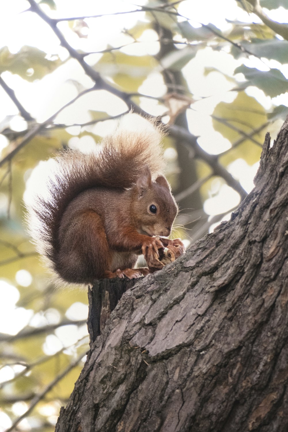 Braunhörnchen auf braunem Ast tagsüber