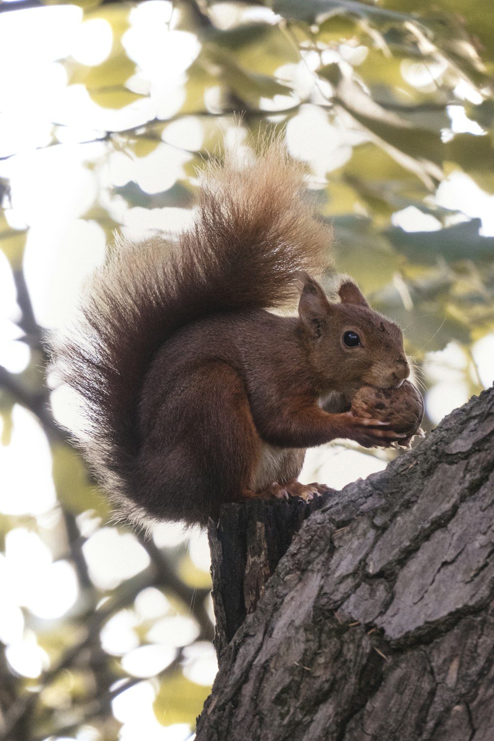 ardilla marrón en la rama de un árbol durante el día