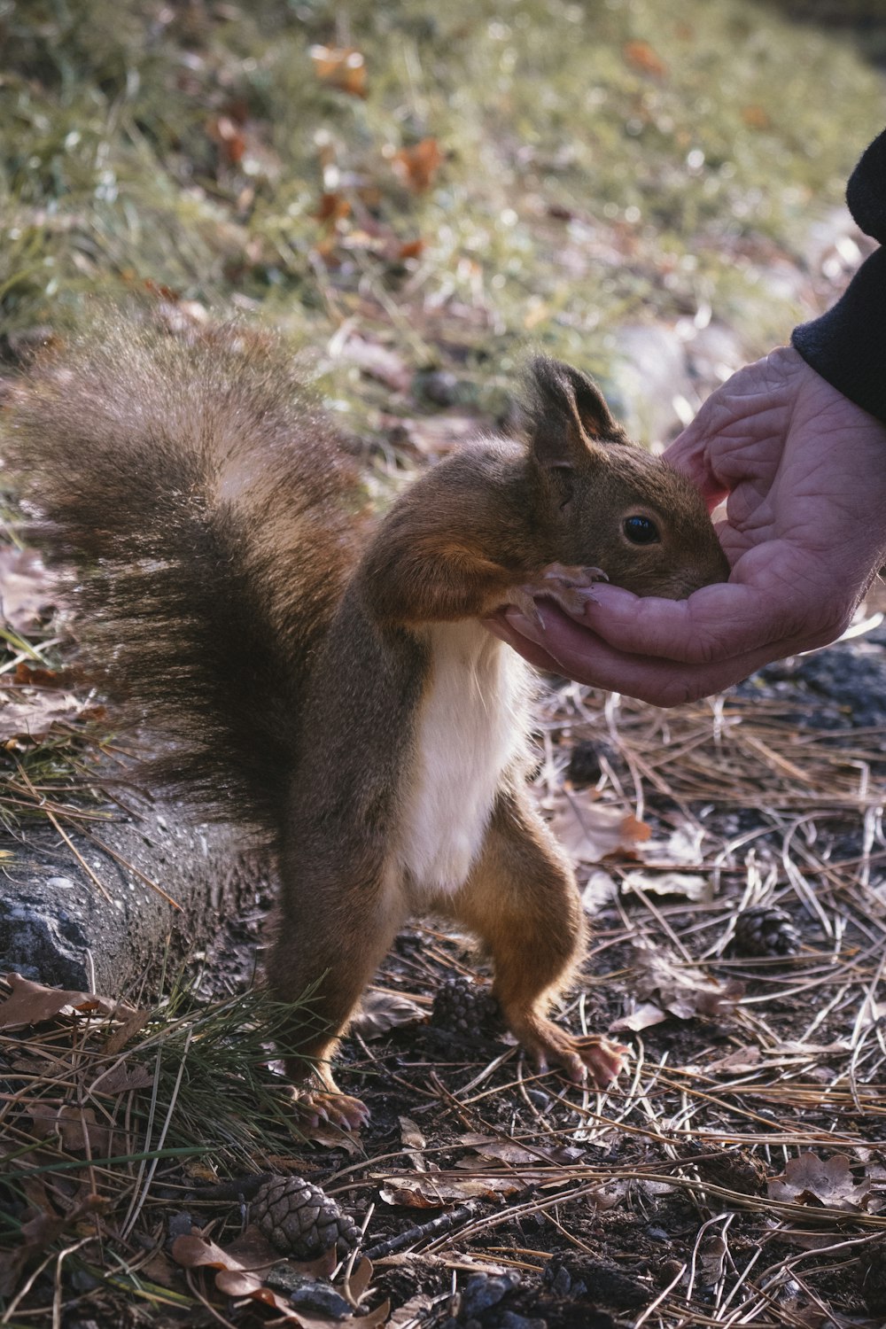 scoiattolo marrone e bianco su foglie secche marroni durante il giorno